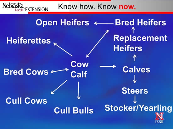 Enterprise analysis for cow-calf producers