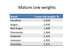 power point slide showing mature cow weights by breed